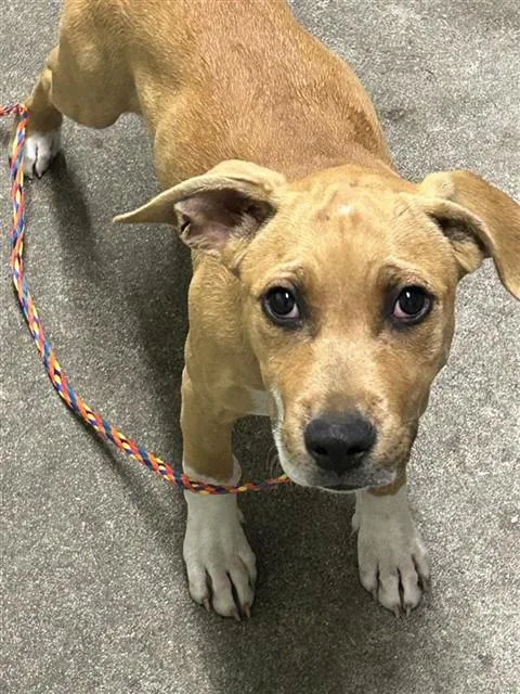 A baby small-sized female Pit Bull Terrier dog named Sisu for adoption in Sacramento, CA
