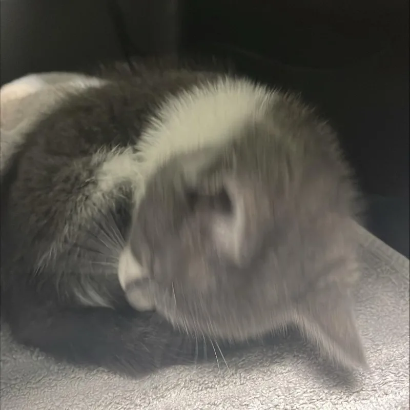 A baby small-sized female Gray / Blue / Silver Domestic Short Hair cat named Little Star for adoption in Tacoma, WA