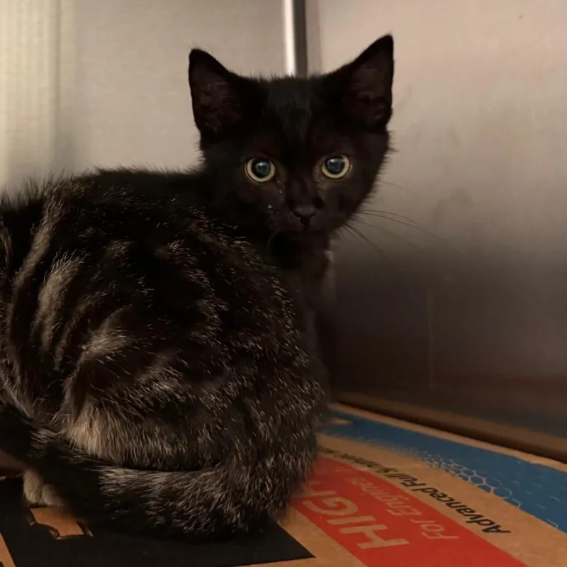 A baby small-sized female Black Domestic Short Hair cat named Peregrine for adoption in Lynchburg, VA