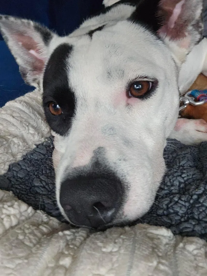 A young medium-sized female Bicolor Pit Bull Terrier dog named Callie for adoption in Oswego, IL