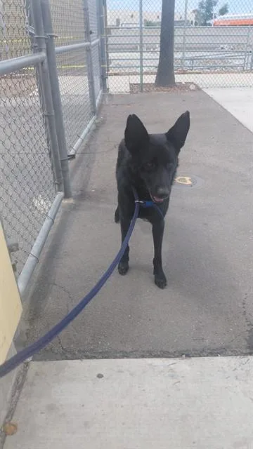 An adult medium-sized male German Shepherd Dog dog named Alpha for adoption in Baldwin Park, CA