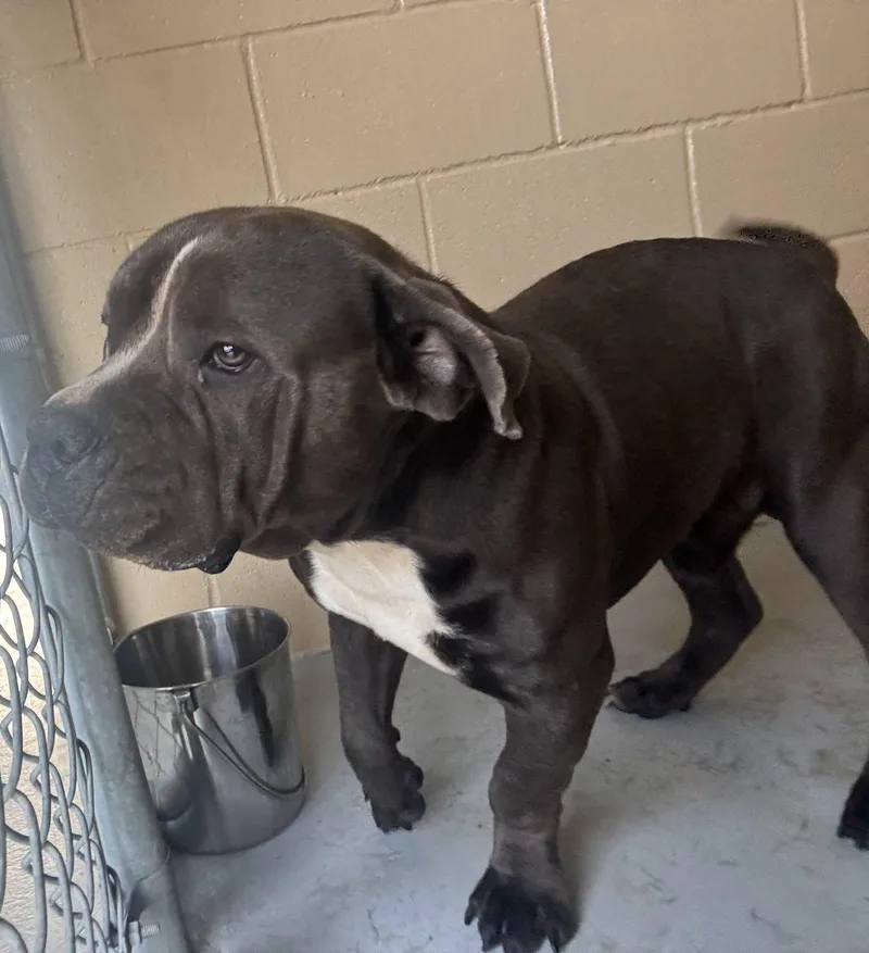 An adult medium-sized male Gray / Blue / Silver Pit Bull Terrier dog named Rowa for adoption in Harlingen, TX