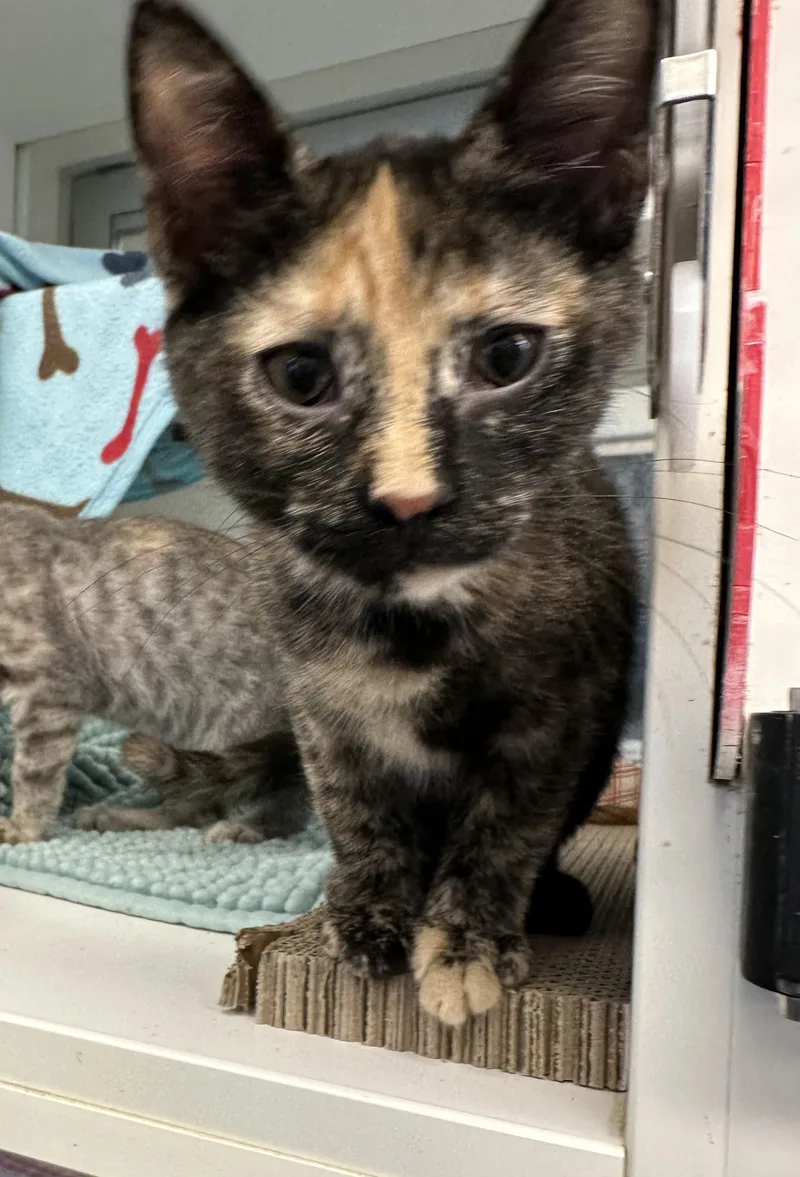 A baby small-sized female Tortoiseshell Domestic Short Hair cat named Mushroom for adoption in Manassas, VA