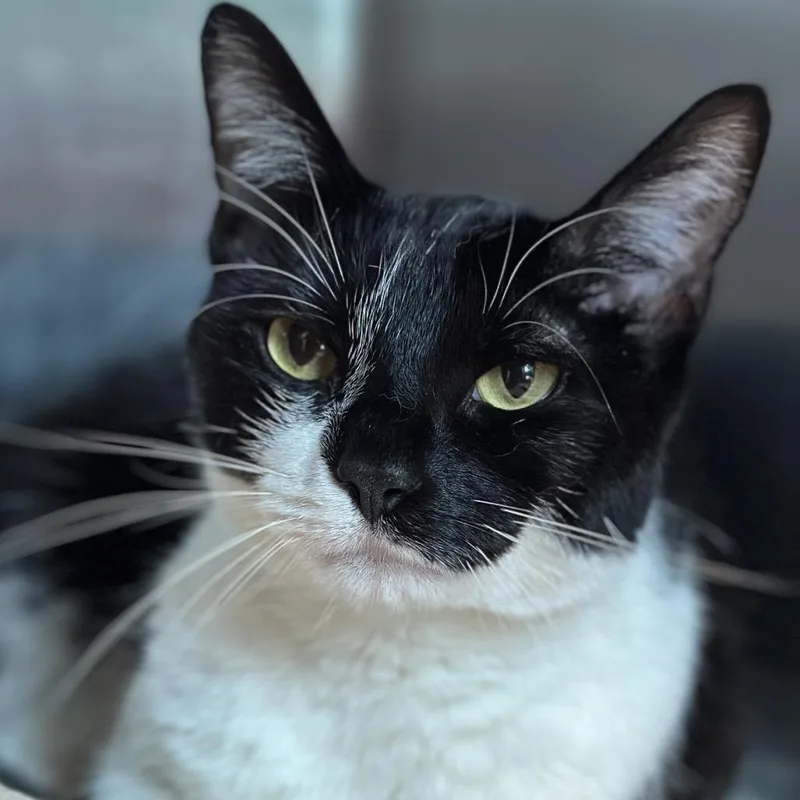 An adult medium-sized male Black Domestic Short Hair cat named Peanut for adoption in Matteson, IL