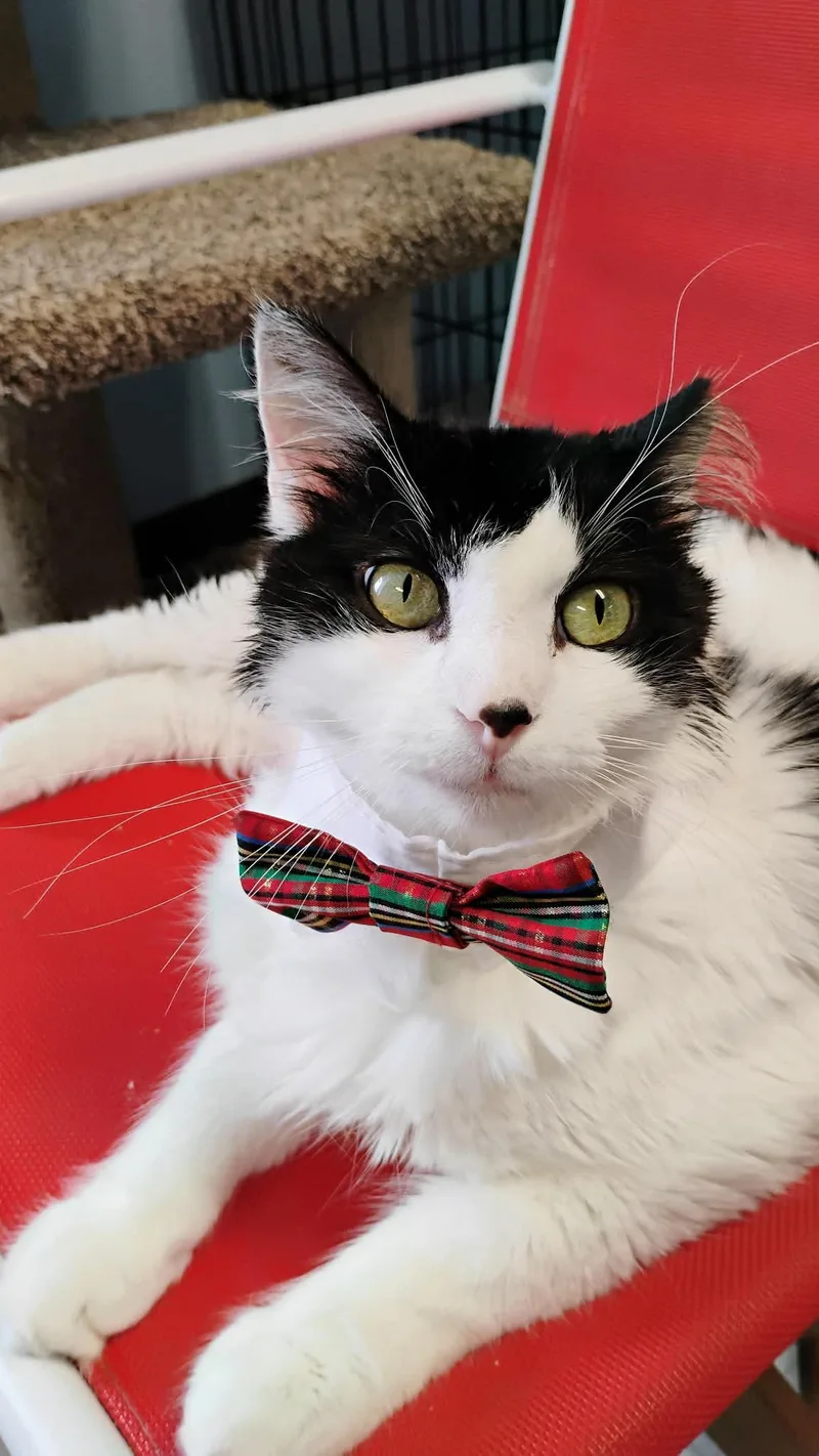 An adult medium-sized male Domestic Medium Hair cat named Patches for adoption in Champaign, IL