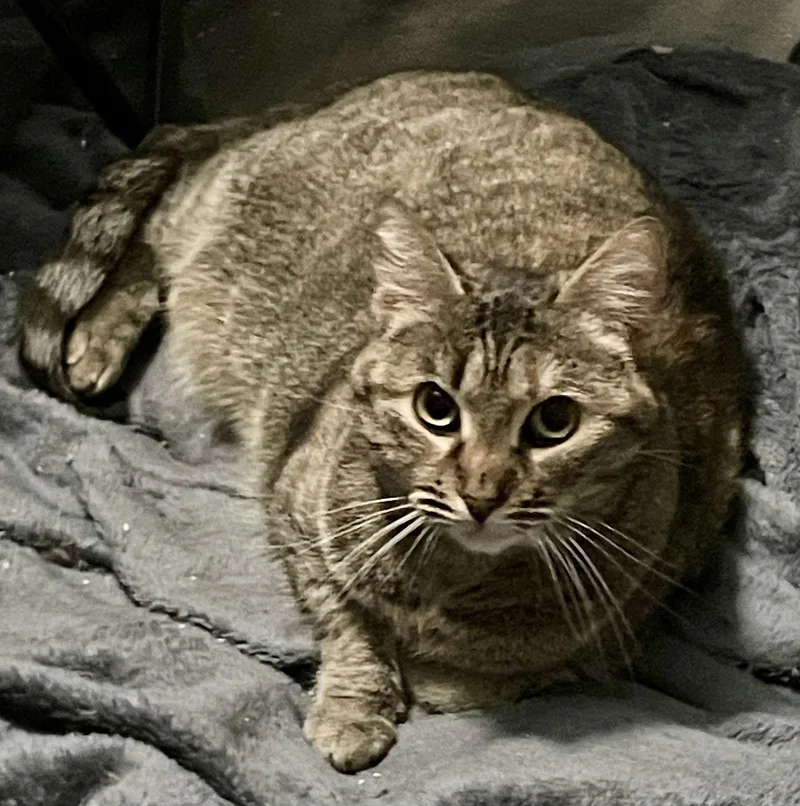 Queen Bee thumbnail 3