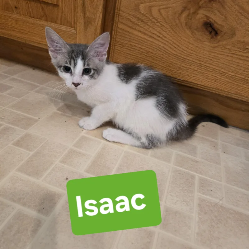 Isaac thumbnail 3