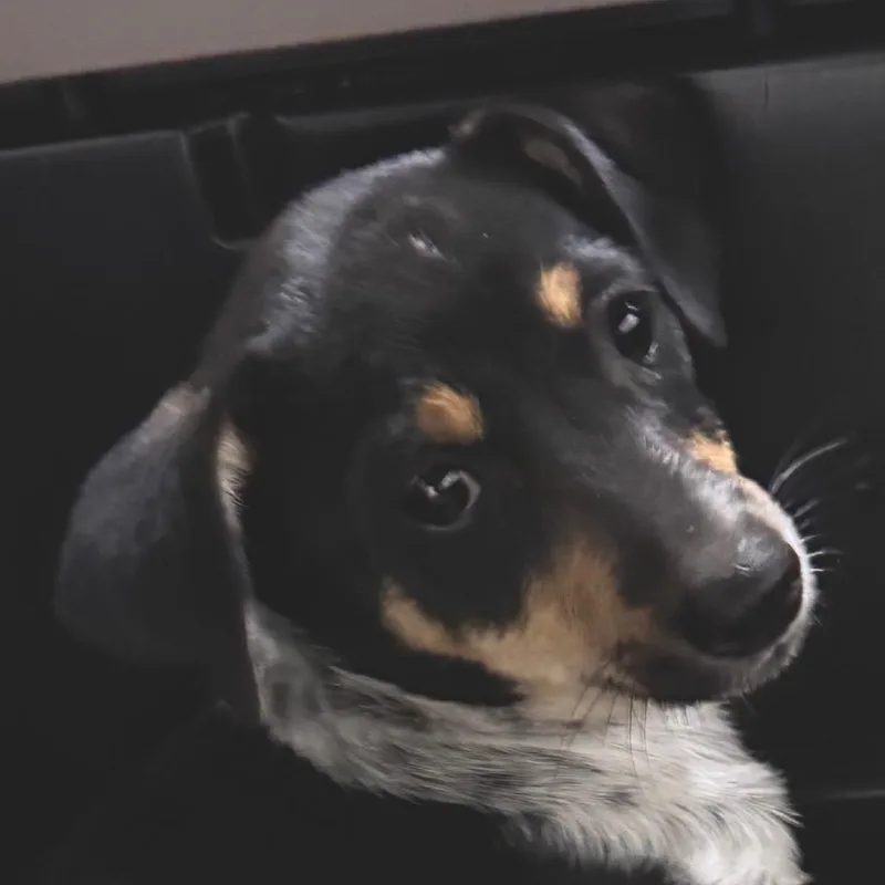 A baby small-sized female Mixed Breed dog named Sakura for adoption in Las Cruces, NM