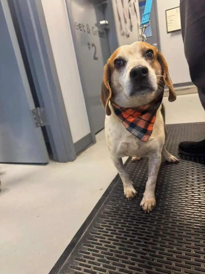 An adult medium-sized male Beagle dog named Mater for adoption in Zanesville, OH