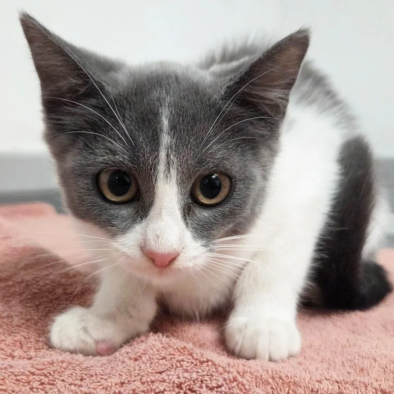 A baby small-sized female White Domestic Short Hair cat named Cardamom for adoption in Austin, TX
