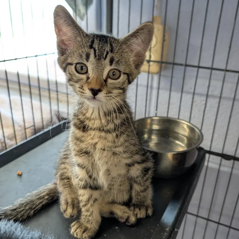 A baby medium-sized male Tabby (Buff / Tan / Fawn) Domestic Short Hair cat named Rune for adoption in Cape Girardeau, MO