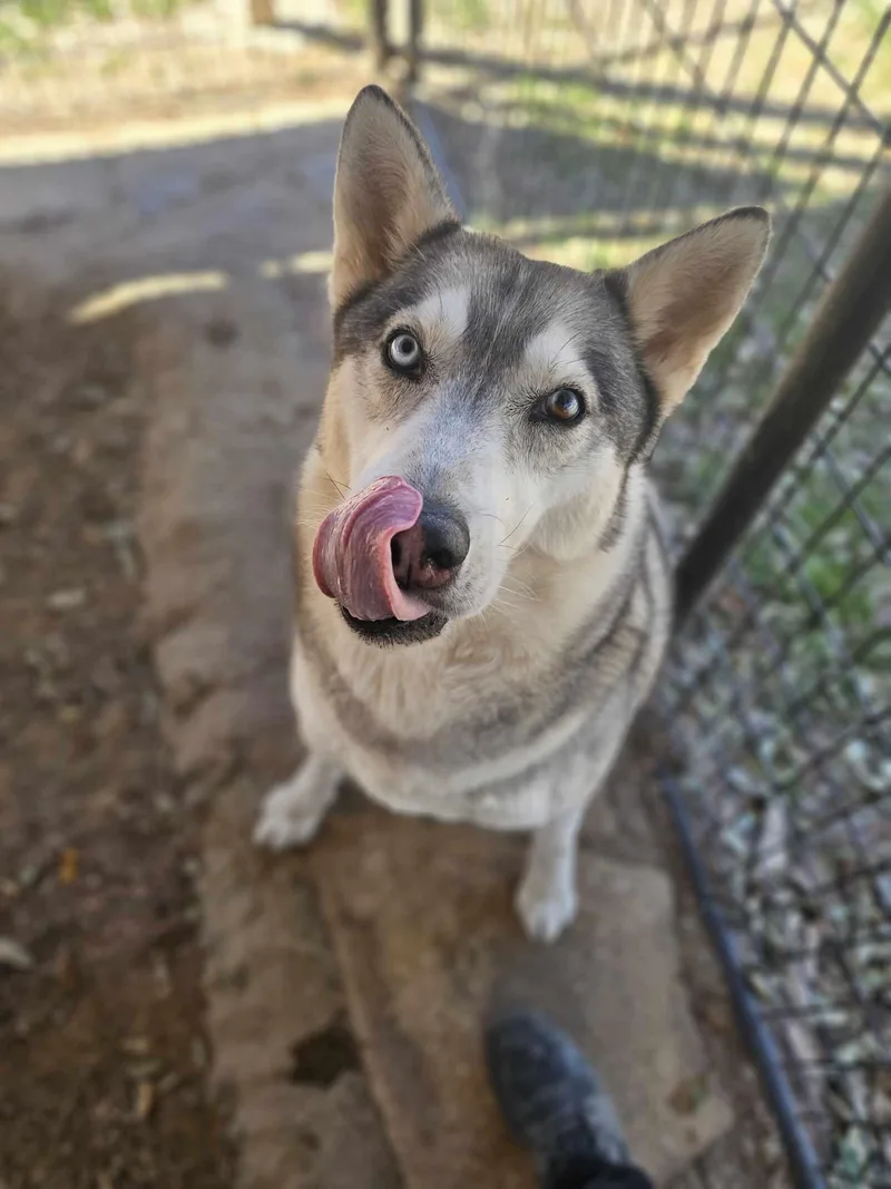An adult large-sized male Siberian Husky dog named Ace for adoption in San Angelo , TX