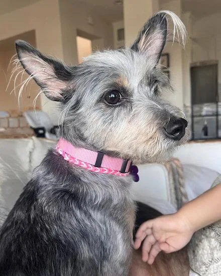 A senior small-sized female Terrier dog named Coco for adoption in Corona, CA