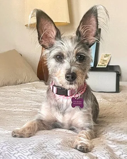 Coco thumbnail 3