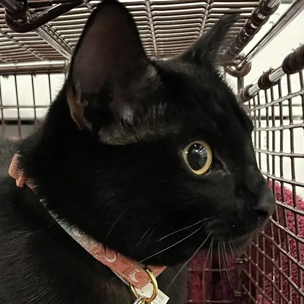 A young small-sized female Domestic Short Hair cat named Julia for adoption in Des Moines, IA