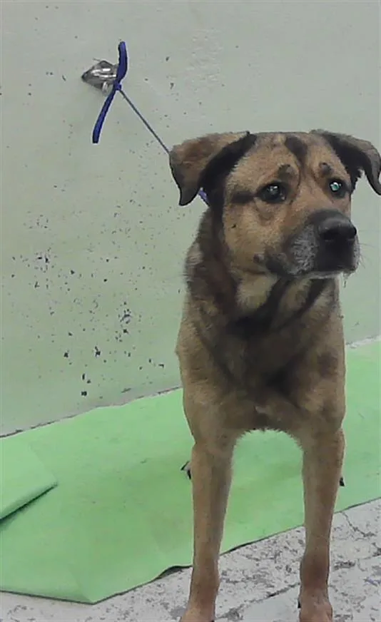 An adult large-sized female German Shepherd Dog dog named Bailey for adoption in Houston, TX