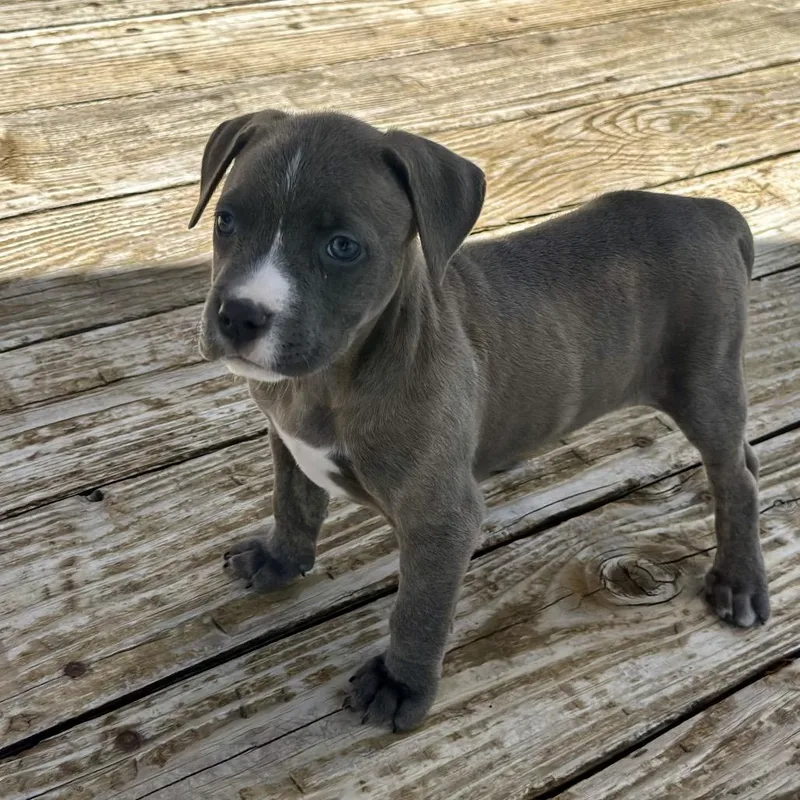 A baby medium-sized female Gray / Blue / Silver Mixed Breed dog named Liberty for adoption in St. Charles, MO