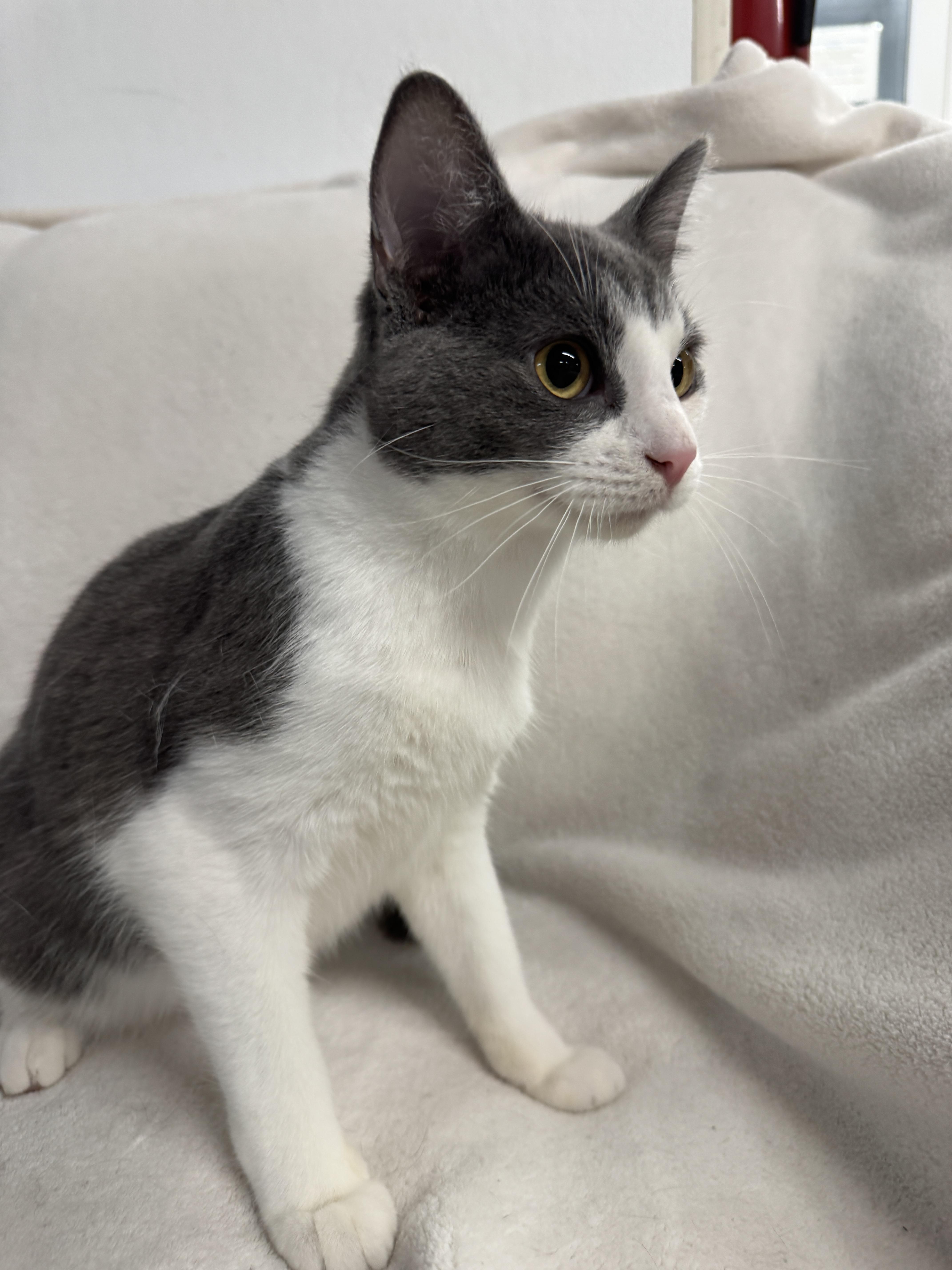 A baby medium-sized male Domestic Short Hair cat named Bizkit for adoption in Auburn, NE