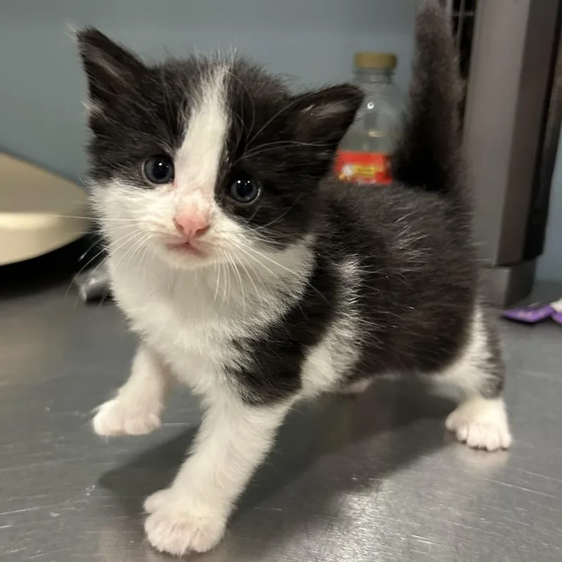 A baby small-sized male Black Domestic Short Hair cat named Nile for adoption in Chattanooga, TN