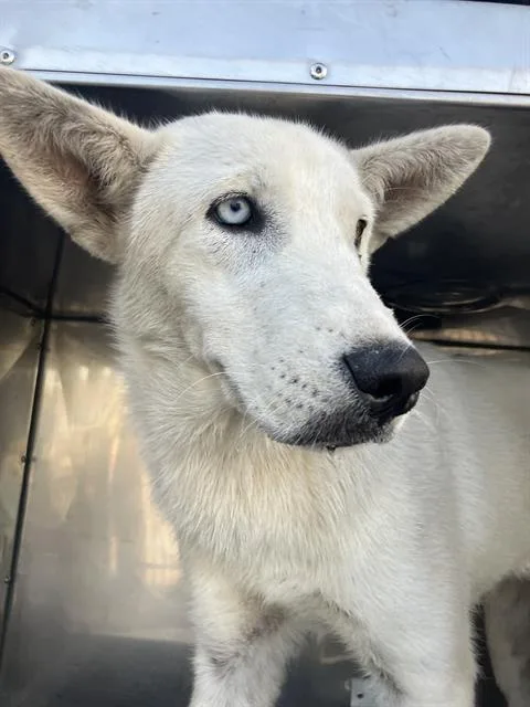 A young medium-sized male Mixed Breed dog named Jester for adoption in Dallas, TX