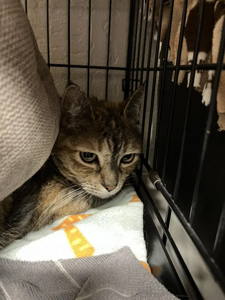 An adult medium-sized female Tabby cat named Scarlet for adoption in Walnut Creek, CA