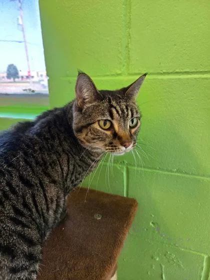 A baby small-sized female Domestic Short Hair cat named Panini for adoption in Scottsbluff, NE