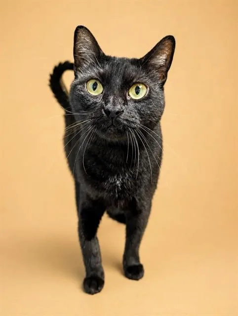 An adult small-sized female Domestic Short Hair cat named Truffles for adoption in Westminster, MD
