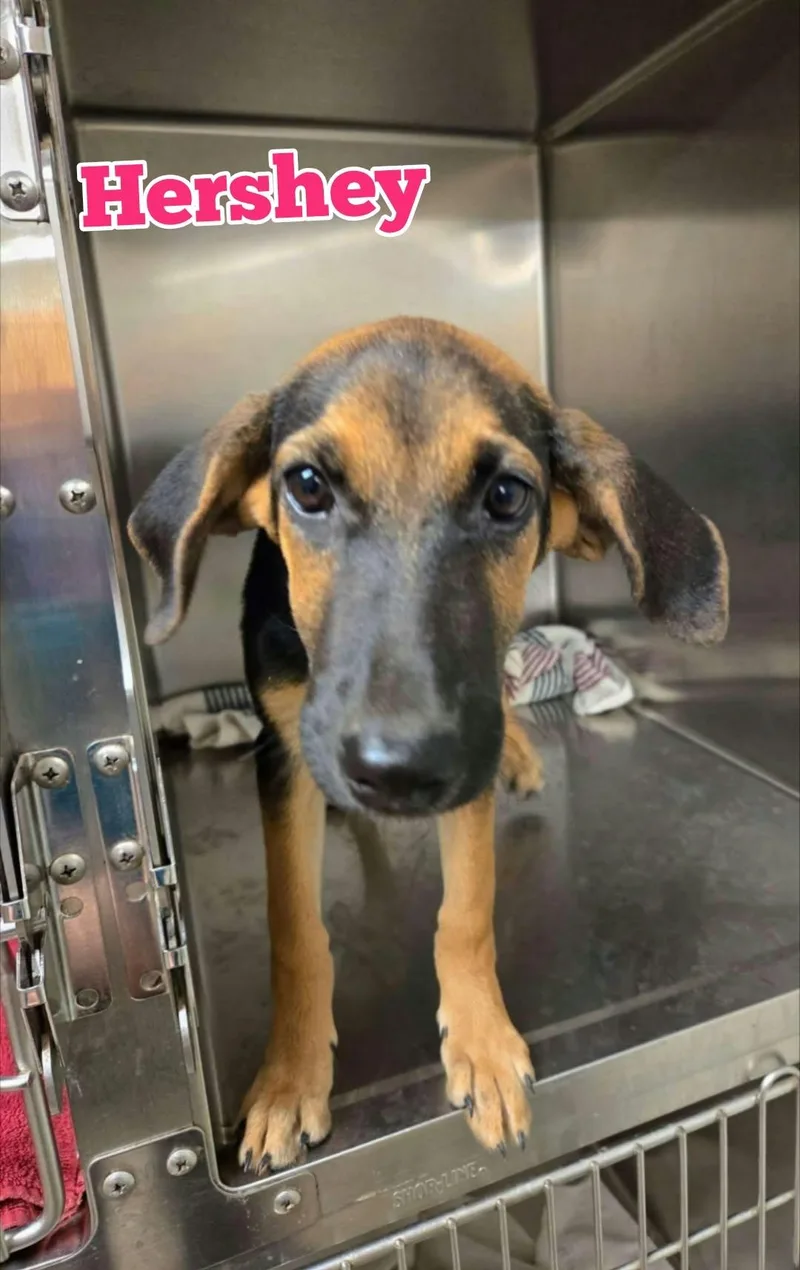 A baby large-sized female Black and Tan Coonhound dog named Hershey for adoption in New Baltimore, MI