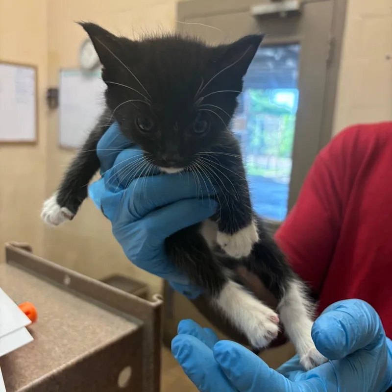 A baby small-sized male Black Domestic Short Hair cat named Saturn for adoption in Birmingham, AL