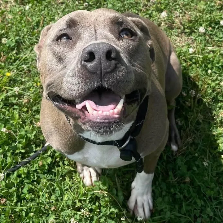 A young large-sized male Pit Bull Terrier dog named Zeus for adoption in Springdale, AR