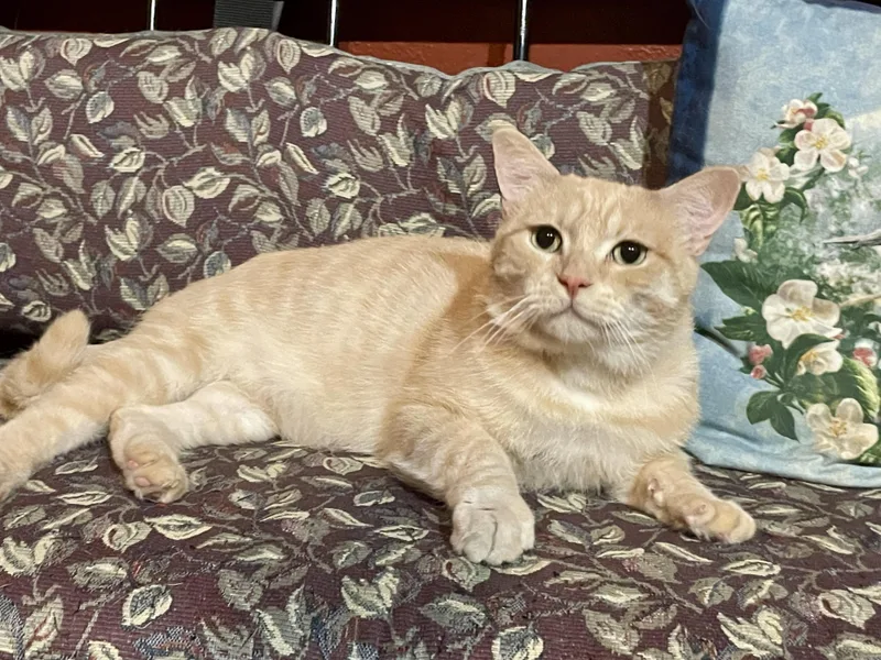 A young medium-sized male Buff / Tan / Fawn Domestic Short Hair cat named Chester for adoption in Lacon, IL