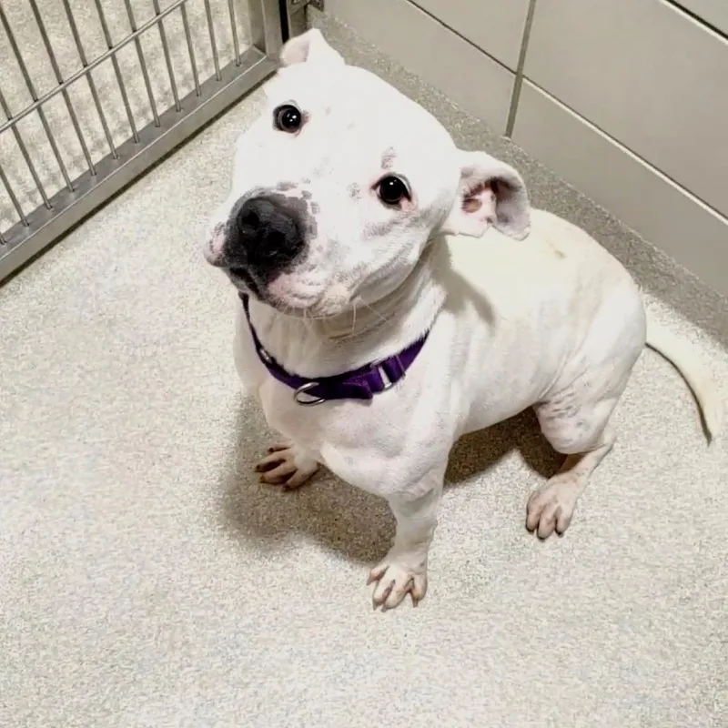 An adult medium-sized female White / Cream Pit Bull Terrier dog named Cali for adoption in Novelty, OH