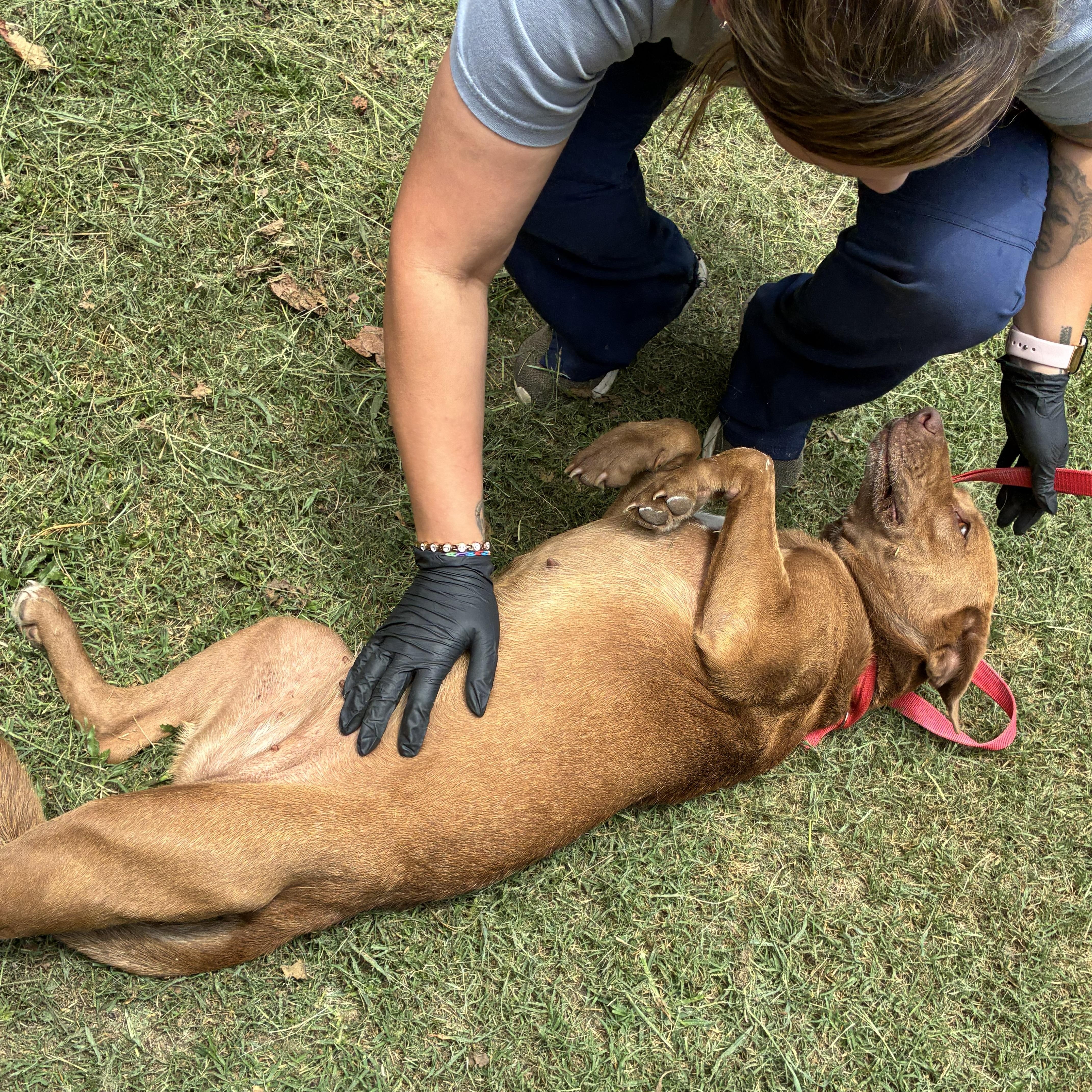 An adult medium-sized female Brown / Chocolate Chocolate Labrador Retriever dog named Athena for adoption in Bamberg, SC