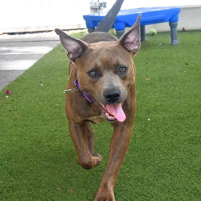 A young medium-sized female Pit Bull Terrier dog named Winnie for adoption in Saint Petersburg, FL