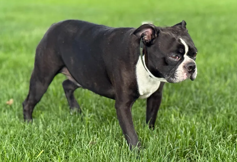 A senior medium-sized male Boston Terrier dog named Rocky Balboa for adoption in Twin Falls, ID