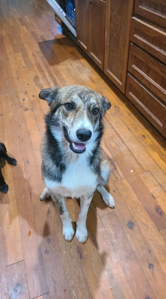 A young large-sized male Anatolian Shepherd dog named Simba for adoption in North Syracuse, NY