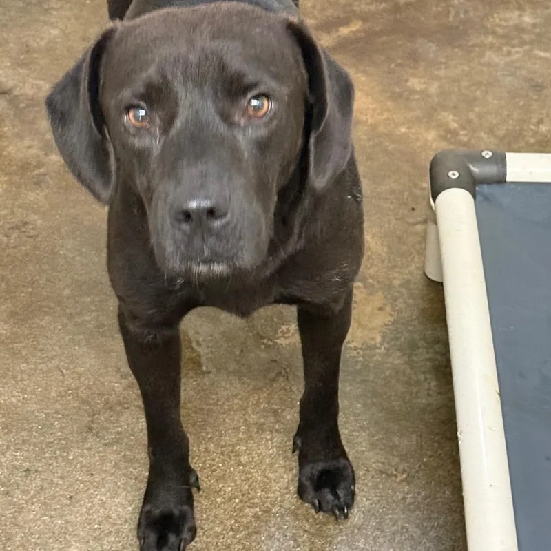 An adult medium-sized male Black Mixed Breed dog named Jet for adoption in Millen, GA