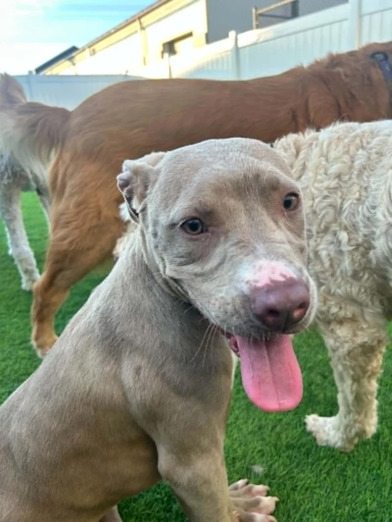 A young medium-sized female Yellow / Tan / Blond / Fawn Pit Bull Terrier dog named Molly for adoption in Essex, MD