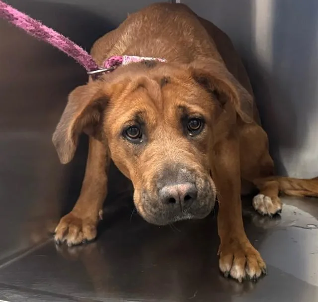 A young large-sized female Rhodesian Ridgeback dog named Cielo for adoption in Tucson, AZ
