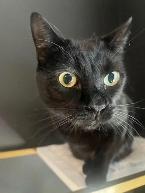 A young medium-sized male Bombay cat named Milo for adoption in Los Angeles, CA
