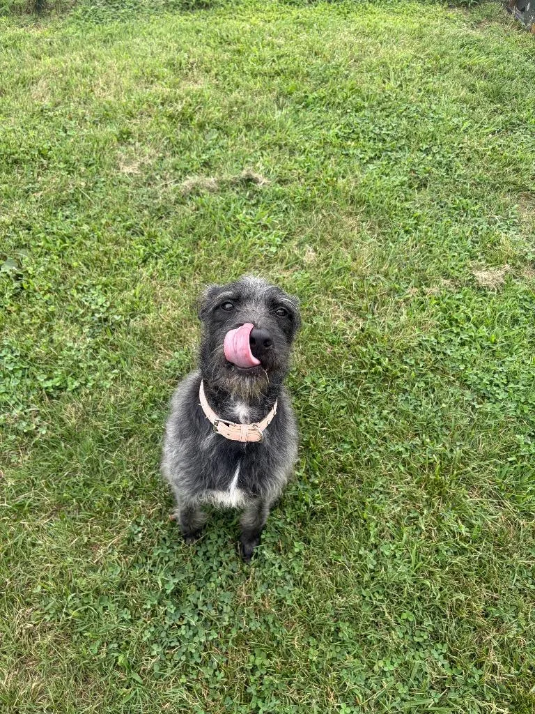 A young large-sized female Mixed Breed dog named Mia for adoption in Gallatin, TN