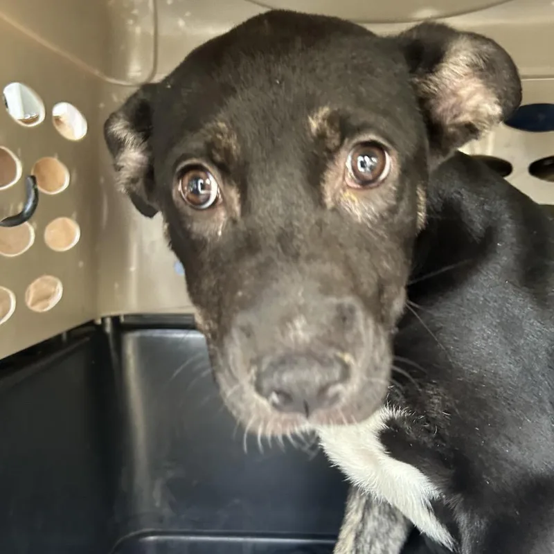 A baby medium-sized male Black Shepherd dog named Indi for adoption in Point Richmond, CA