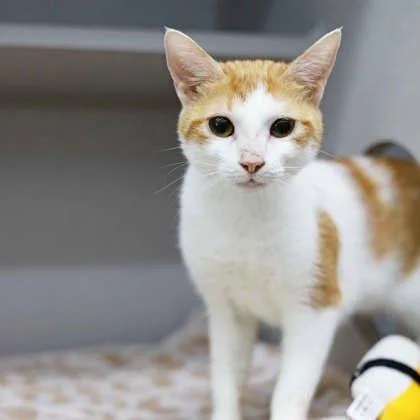 An adult small-sized female White Domestic Short Hair cat named Daisy for adoption in Atlanta, GA
