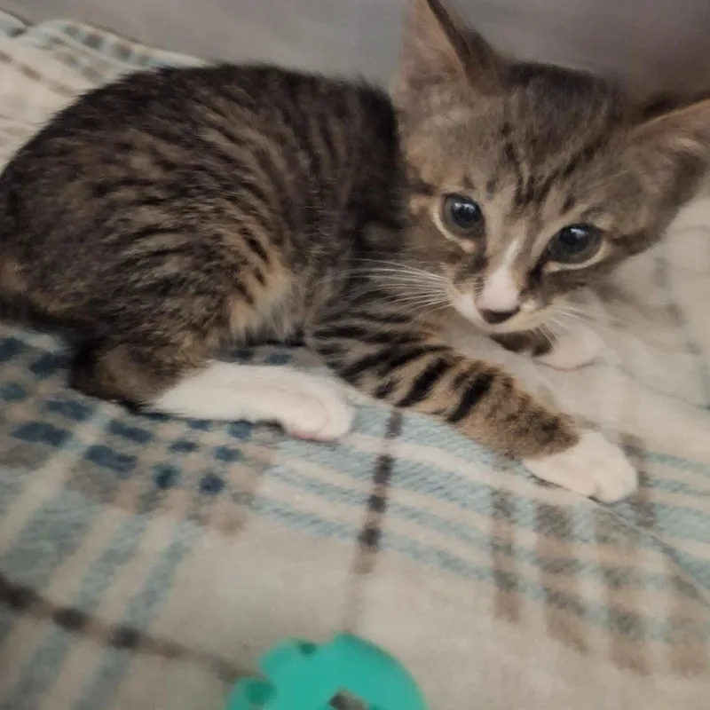 A baby small-sized male Brown / Chocolate Domestic Short Hair cat named Ryder for adoption in Lakeland, FL