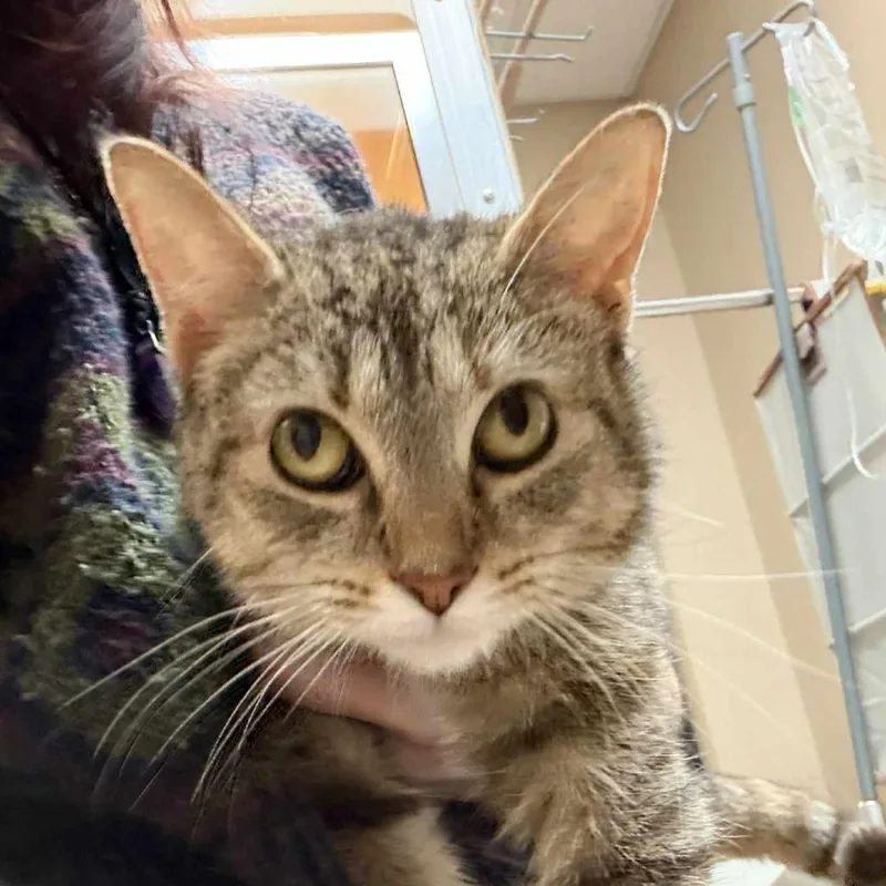 An adult medium-sized female Buff / Tan / Fawn Domestic Short Hair cat named Mama Hazel for adoption in Beckley, WV
