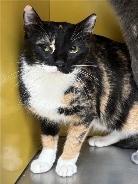An adult large-sized female Domestic Short Hair cat named Pumpkin for adoption in Los Angeles, CA