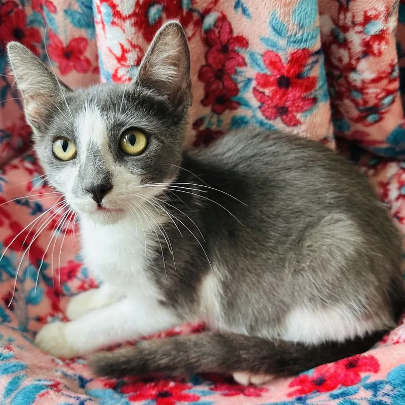 A baby small-sized female Gray / Blue / Silver Domestic Short Hair cat named Westerlee for adoption in Santa Fe, TX