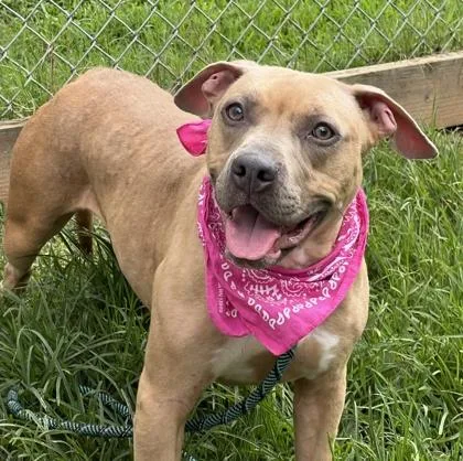 An adult large-sized female Mixed Breed dog named Cindy Rella $ for adoption in Seneca, SC