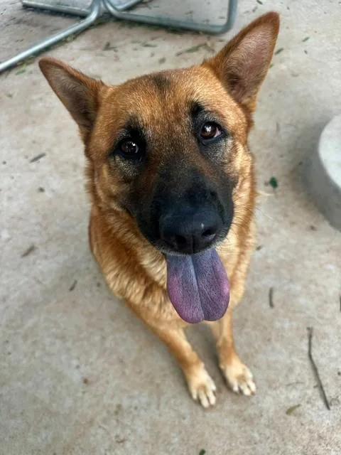 A young medium-sized female German Shepherd Dog dog named Astrid for adoption in Charlotte, NC
