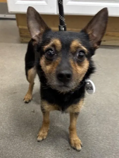 An adult small-sized female Fox Terrier dog named Ashley for adoption in Upper Marlboro, MD